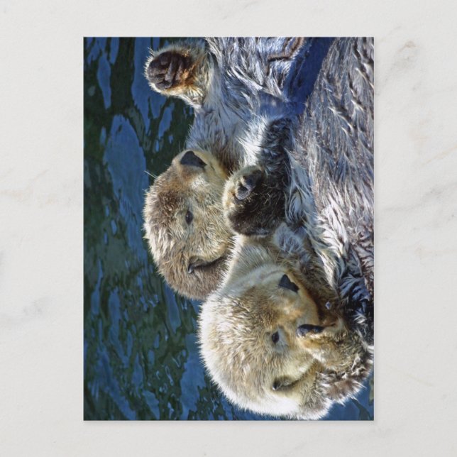 Sea-otters Postcard (Front)