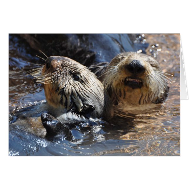 Sea Otters Smiling! (Front Horizontal)