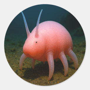 Sea Pig Surprise Classic Round Sticker