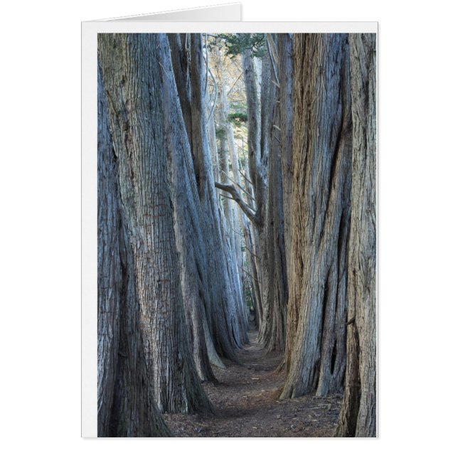 Sea Ranch, Californie (Devant)