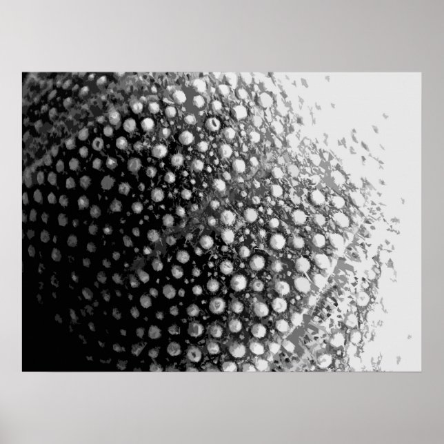 SEA-SHELL 4 POSTER (Front)