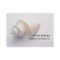 Sea Shell Business Card