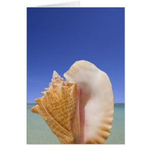 Sea Shell Close Up