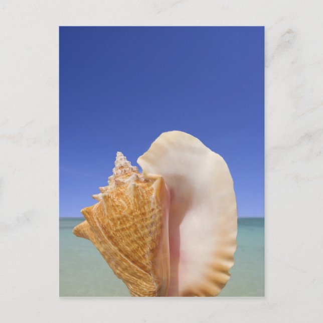 Sea Shell Close Up Postcard (Front)