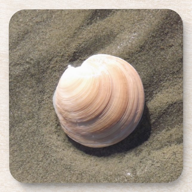 Sea Shell Coaster (Front)