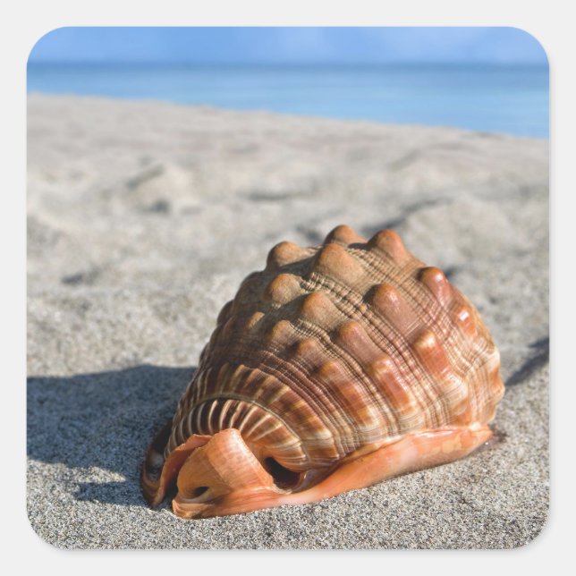 Sea shell, Giant conch, Cypraeacassis rufa Square Sticker (Front)