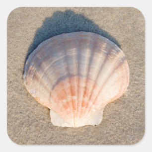 Sea Shell Laying On Sandy Beach Square Sticker
