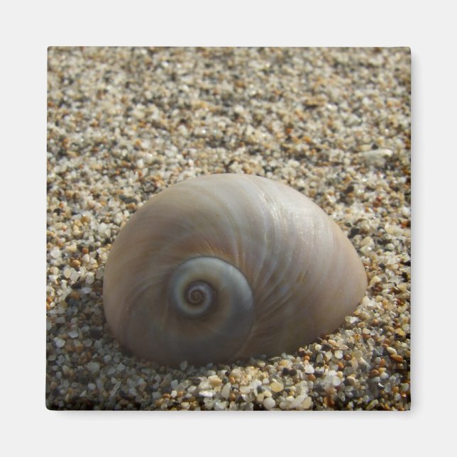 Sea Shell Magnet (Front)