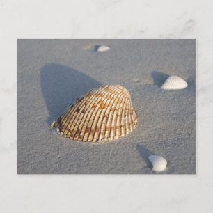 Sea Shell Postcard