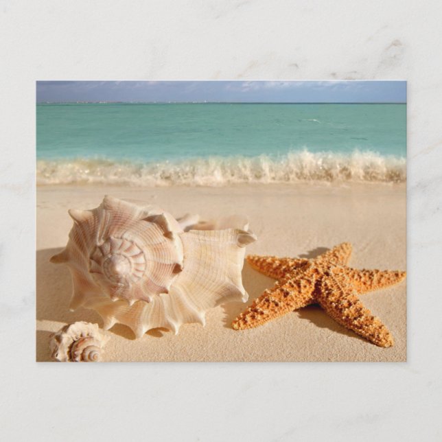 Sea Shell Postcard (Front)