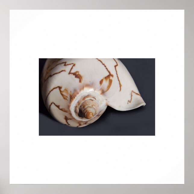 Sea Shell Poster (Front)