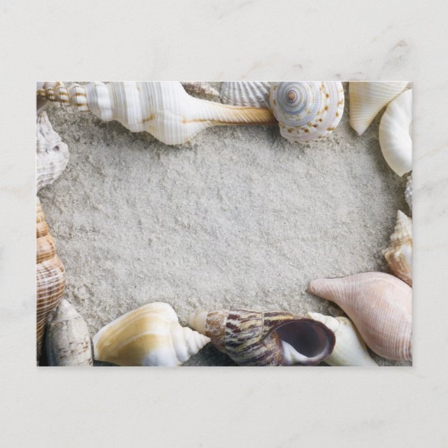 Sea Shell Sand Background - Beach Shells Customize Postcard (Front)