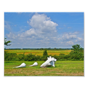 Sea Shell Sculpture Photo Print