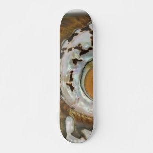 Sea Shell Skateboard