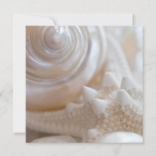 Sea Shell & Starfish Background - Beach Shells