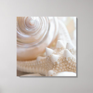 Sea Shell & Starfish Background - Beach Shells Canvas Print