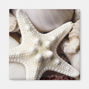 Sea Shell Starfish Background - Beach Shells Magnet