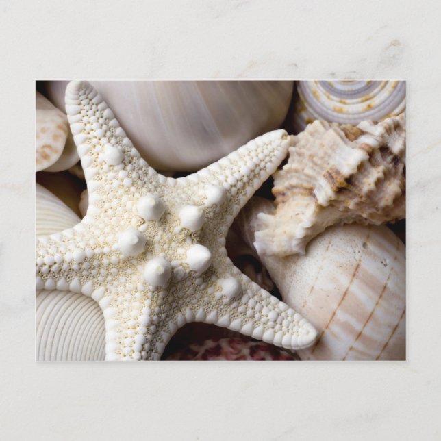 Sea Shell Starfish Background - Beach Shells Postcard (Front)