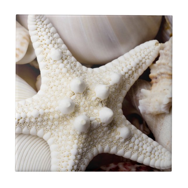 Sea Shell Starfish Background - Beach Shells Tile (Front)
