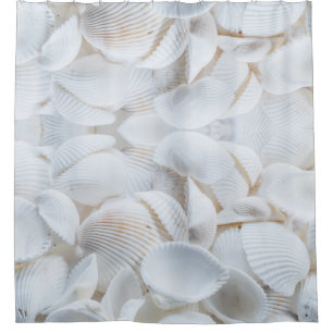 Sea Shells