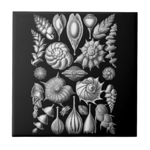 Sea Shells and Fossils in Black and White 1 Tile