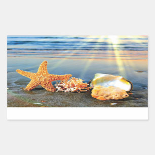 Sea shells and starfish on beach sticker