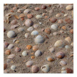Sea  shells at the beach poster