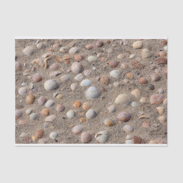 Sea  shells at the beach tissue paper (Front)