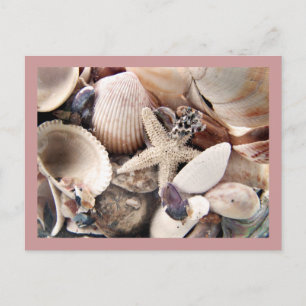 Sea Shells by the Shore Postcard