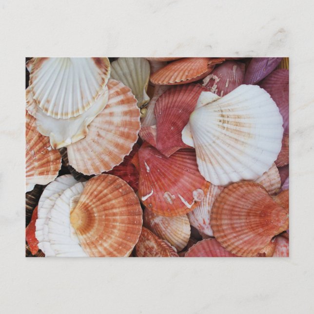 Sea Shells Colourful Shell Postcard (Front)