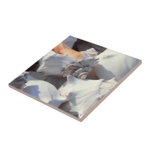 Sea Shells in sunlight and shadow Tile