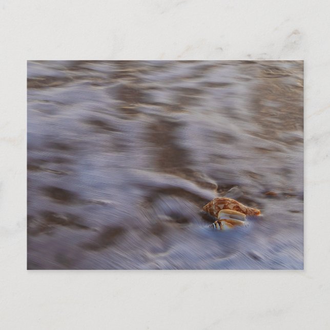 Sea Shells in Surf Postcard (Front)