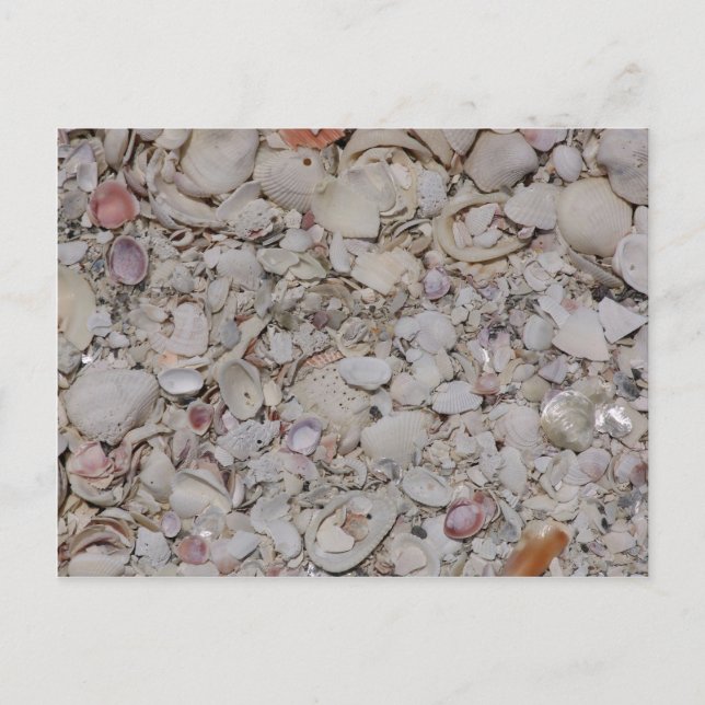 Sea shells Of sanibel Postcard (Front)