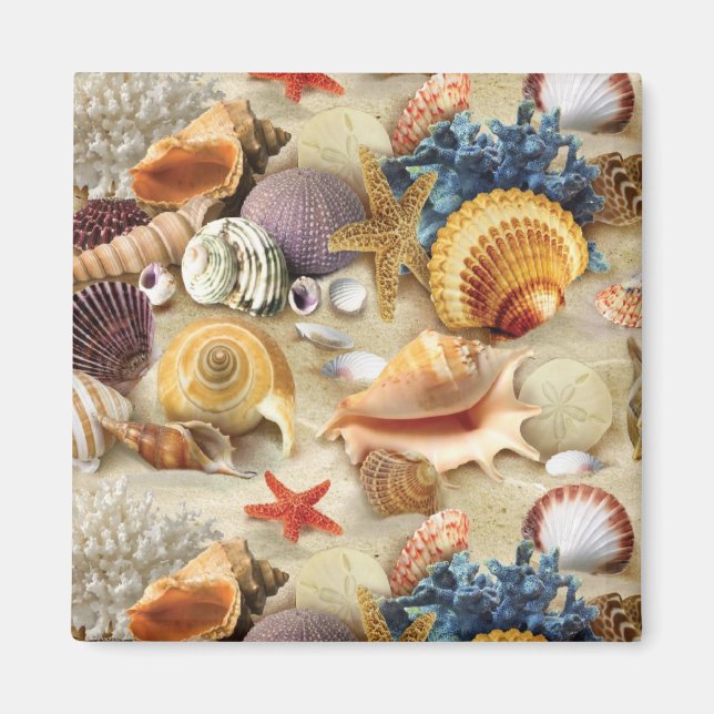 Sea shells on beach magnet (Front)