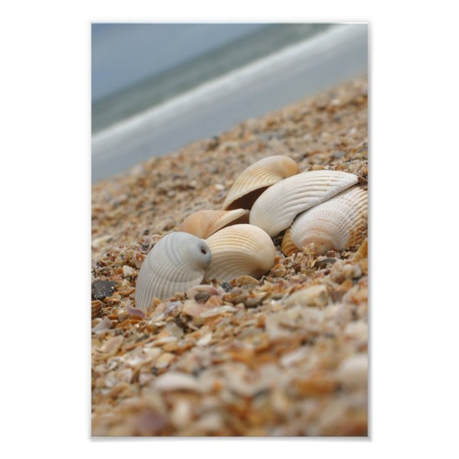 Sea shells on beach photograph Imaginative Imagery (Front)