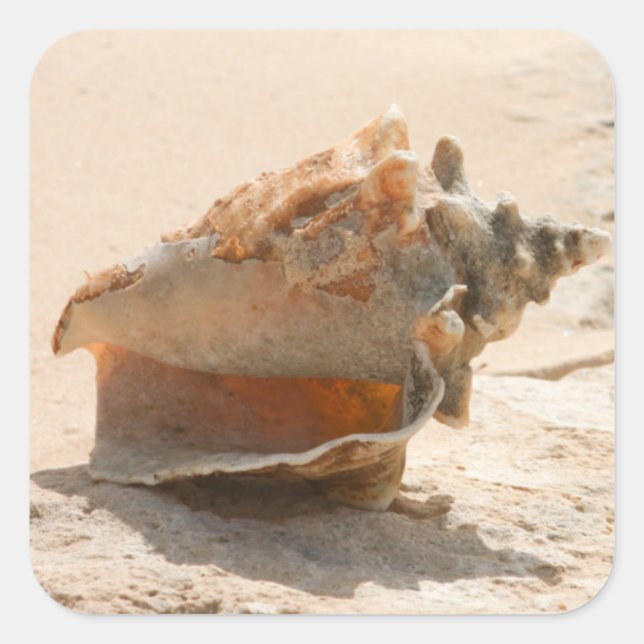 Sea Shells On The Beach Square Sticker (Front)