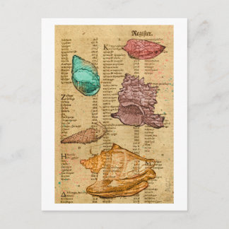 Sea Shells Postcard