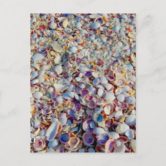 Sea Shells Postcard