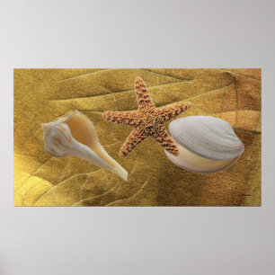 Sea Shells Poster