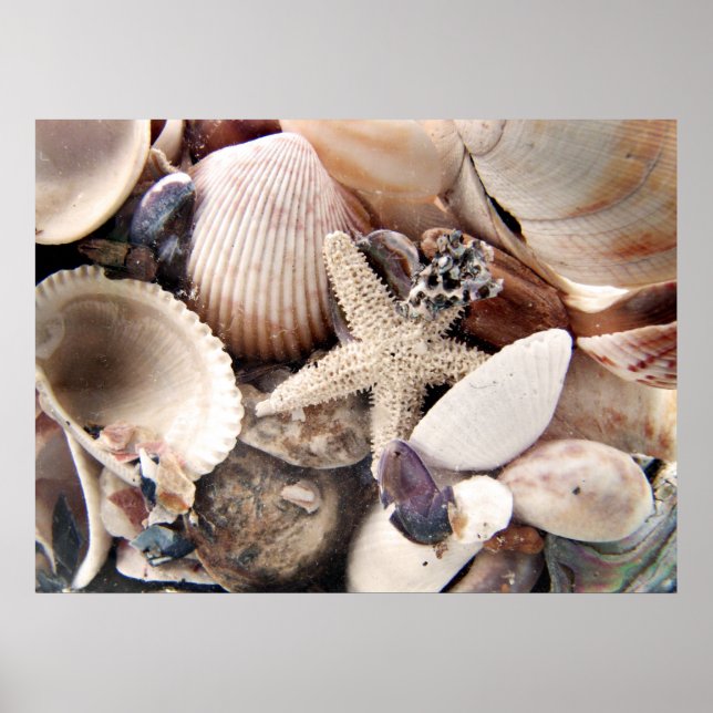 Sea Shells Poster (Front)