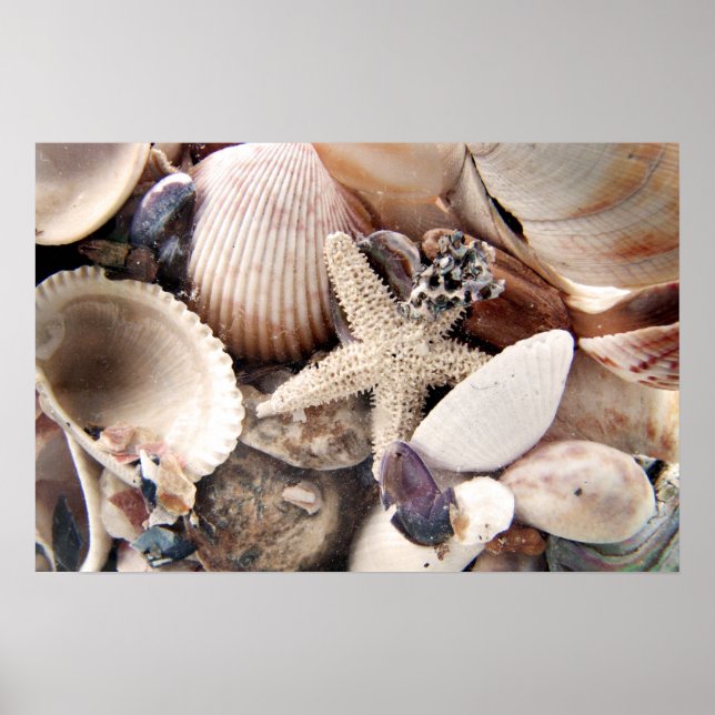 Sea Shells Poster (Front)