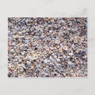 Sea Shells Sanibel Island Florida Postcard