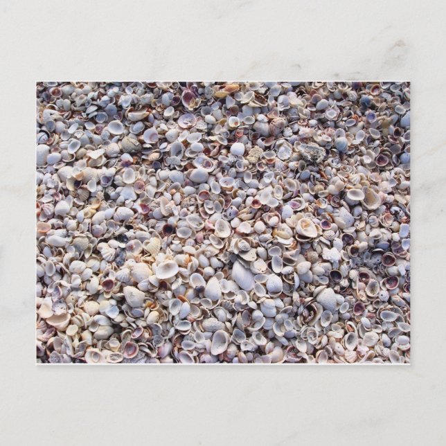 Sea Shells Sanibel Island Florida Postcard (Front)