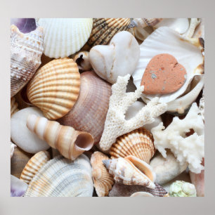 Sea Shells Stones Coral Background Poster