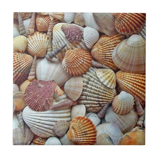 Sea Shells Tile (Front)