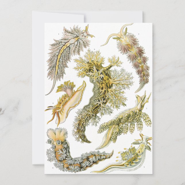 Sea Slugs by Ernst Haeckel, Vintage Nudibranchia Invitation (Front)