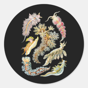 Sea slugs classic round sticker