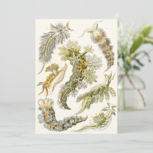 Sea Slugs, Snails by Ernst Haeckel, Vintage Animal