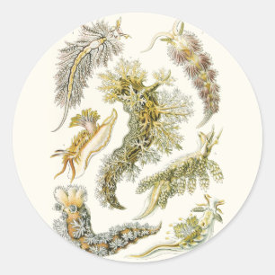 Sea Slugs, Snails by Ernst Haeckel, Vintage Animal Classic Round Sticker