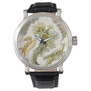 Sea Slugs, Snails by Ernst Haeckel, Vintage Animal Watch
